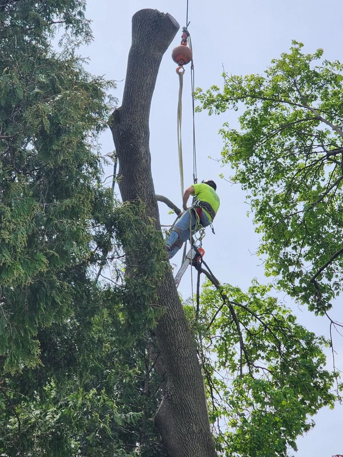 Arborist using ropes to cut a tall tree trunk, with a pulley system in place. Sunny day, greenery.