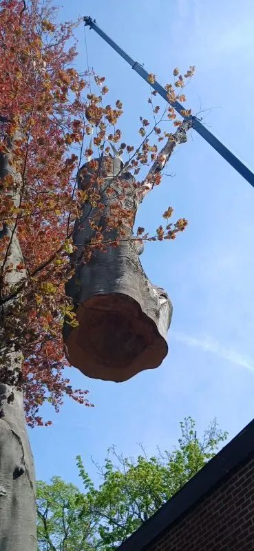 A tree trunk is lifted by a crane against a blue sky, with fall foliage surrounding it.