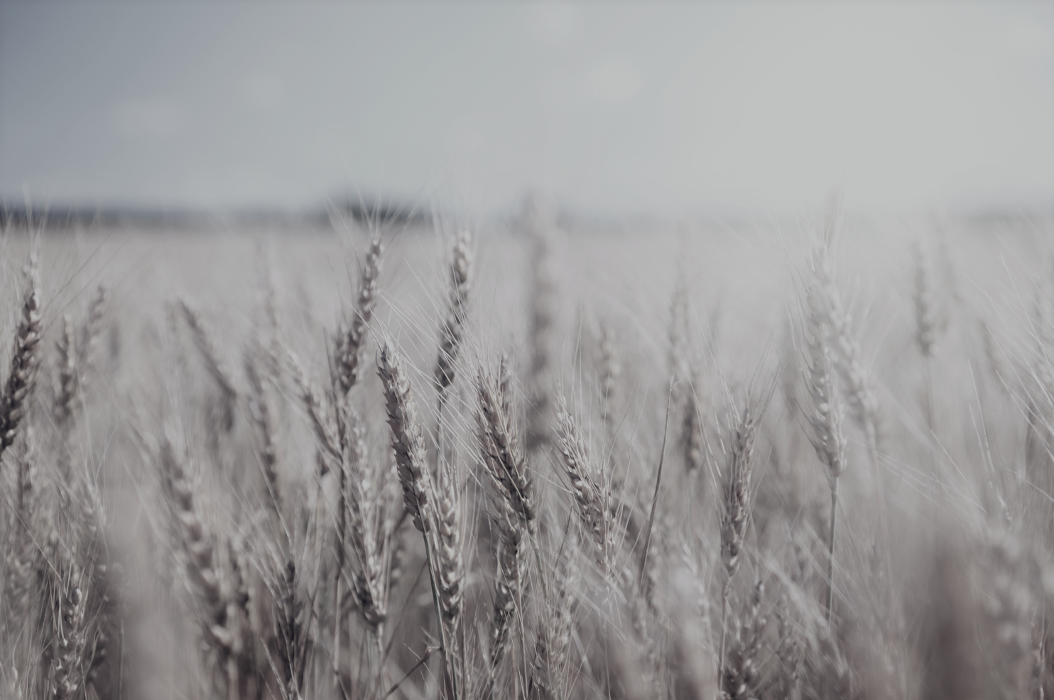 Une photo en noir et blanc d'un champ de blé sur un ciel nuageux.