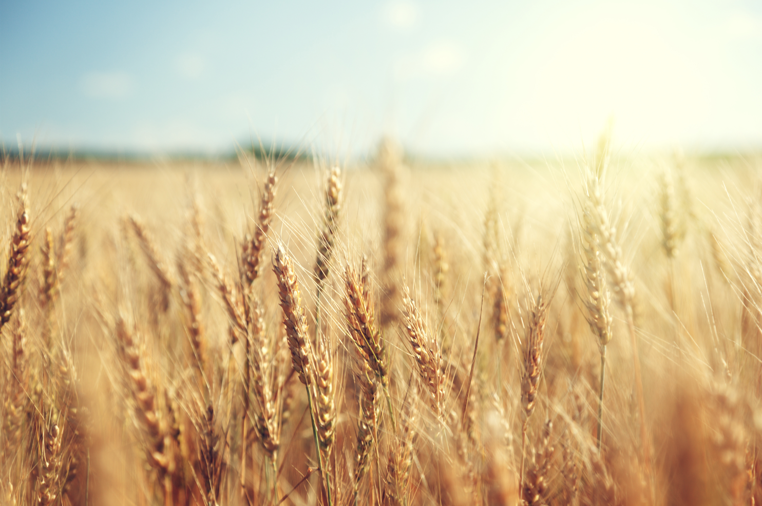 Un gros plan d'un champ de blé avec le soleil qui brille à travers les oreilles.