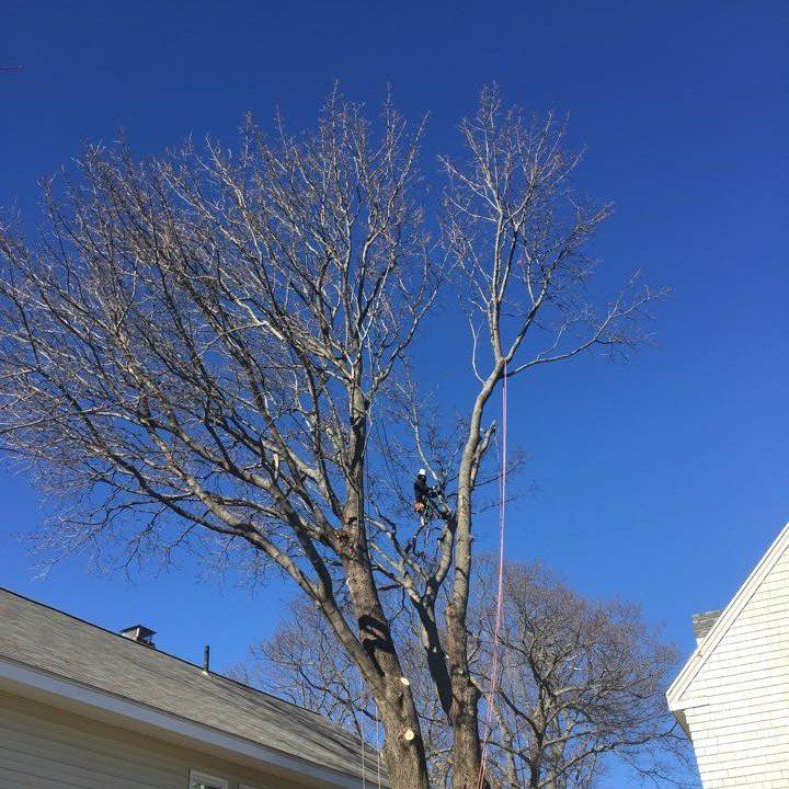 Tree trimming in Portland, ME