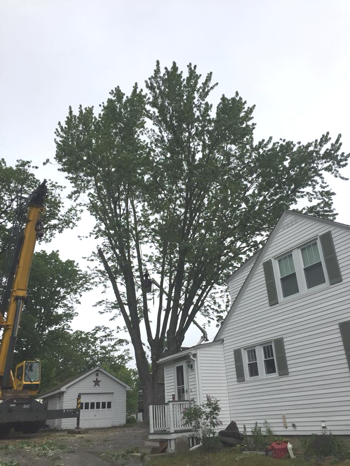 Tree trimming in Falmouth, ME