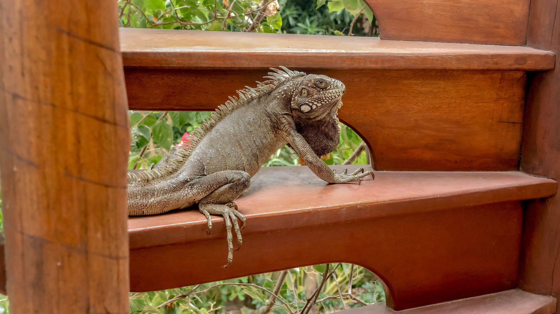 Um lagarto está sentado em uma escada de madeira