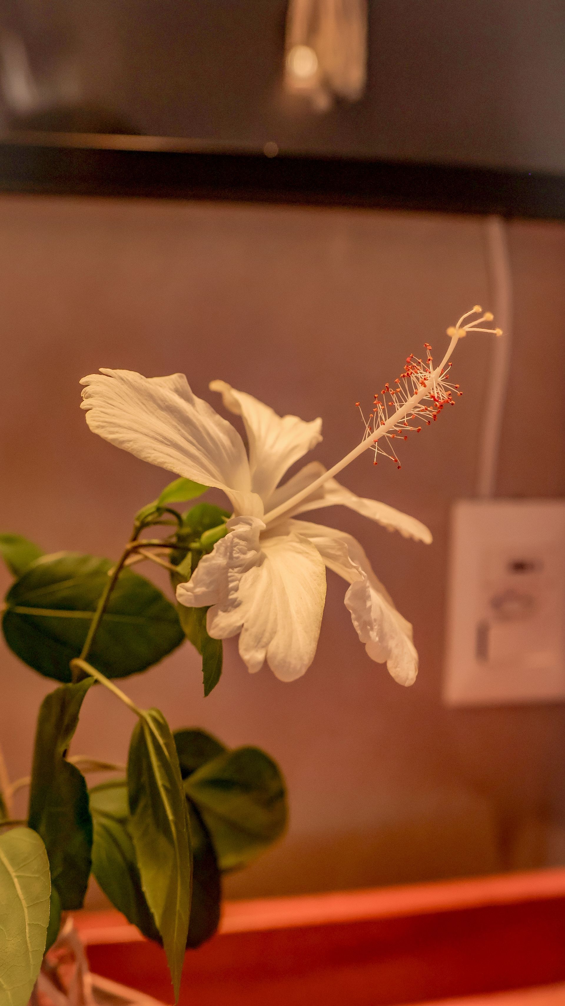 Um close de uma flor branca com um centro vermelho