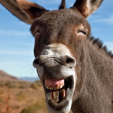 Um burro com a boca aberta e os olhos fechados