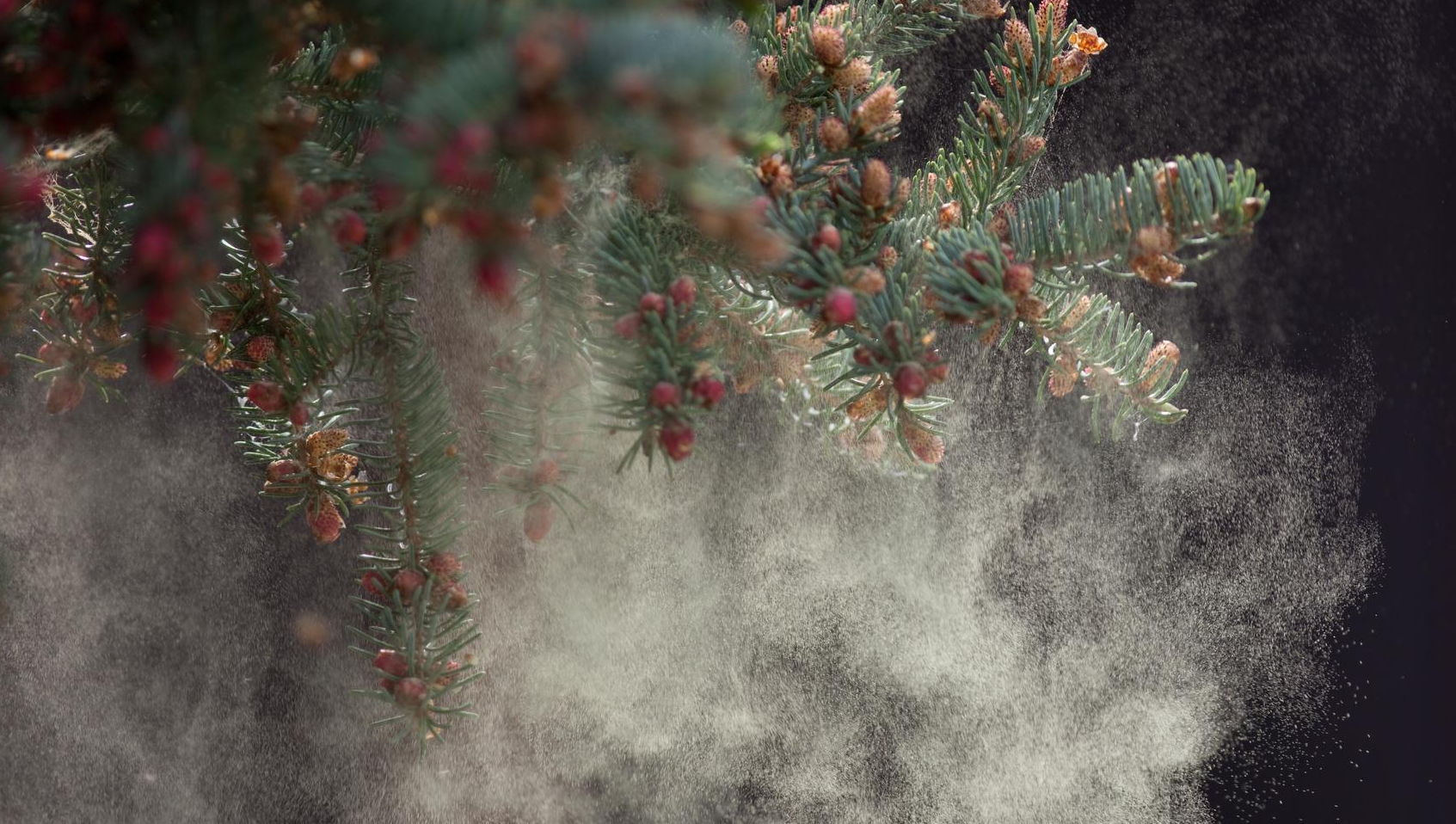 Tree Pollen Dust