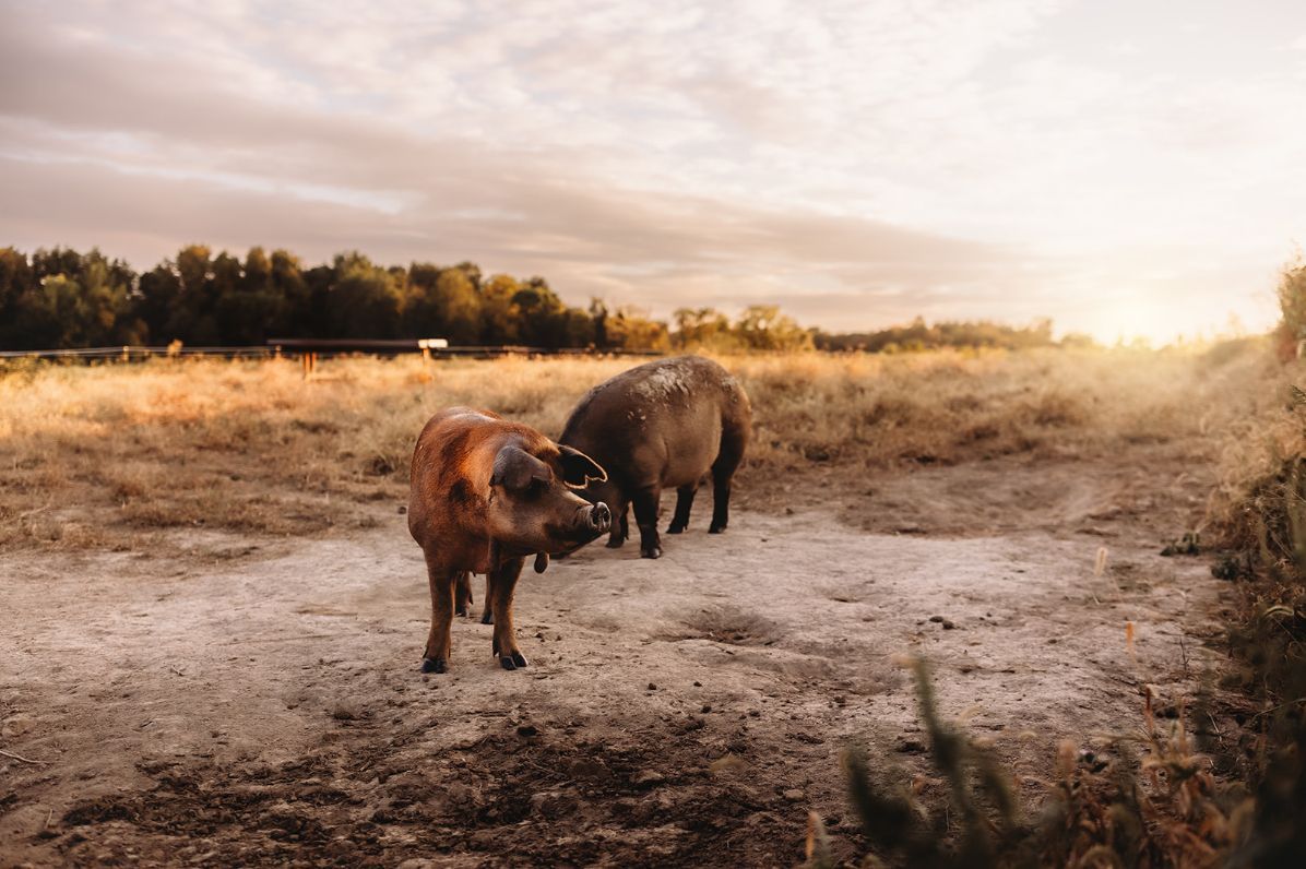 Two pigs are standing on a dirt road in a field.