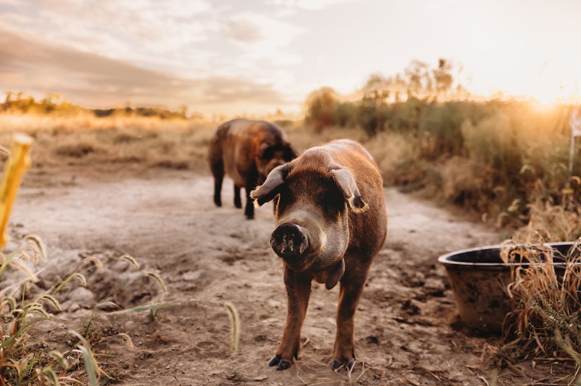 Two pigs are standing on a dirt road in a field.