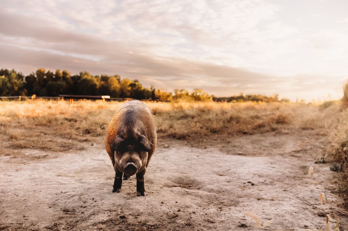 A pig is standing on a dirt road in a field.