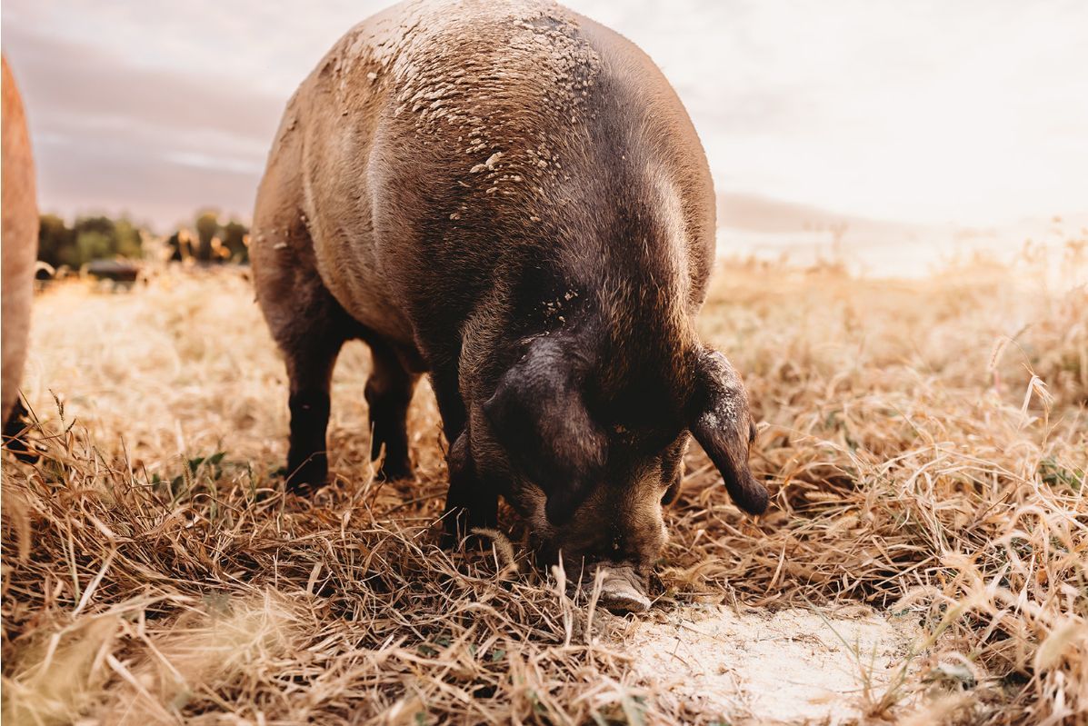 A pig is eating grass in a field.