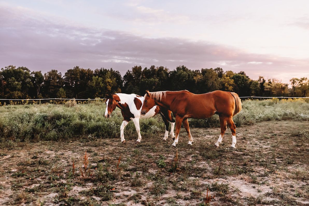 Two horses are standing next to each other in a field.
