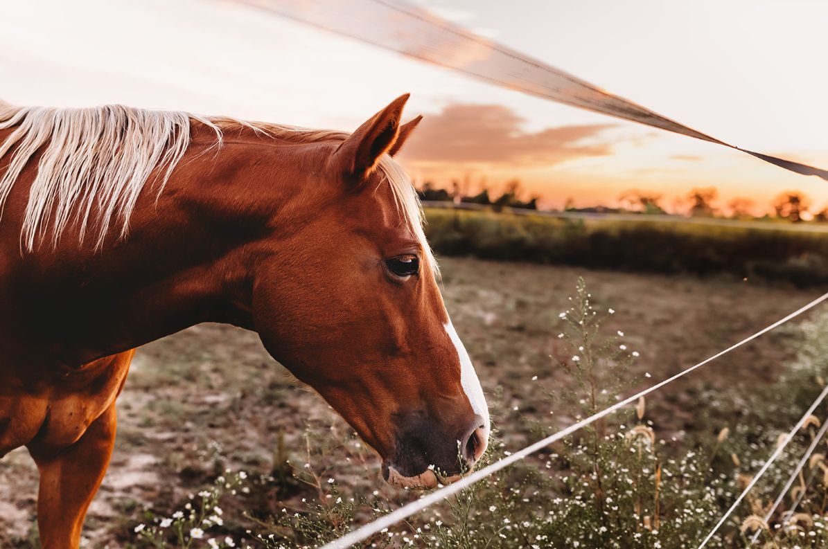A brown horse is standing next to a fence in a field.