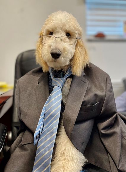 A dog wearing a suit and tie is sitting in a chair.