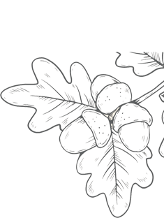 Branch with oak leaves and three acorns.