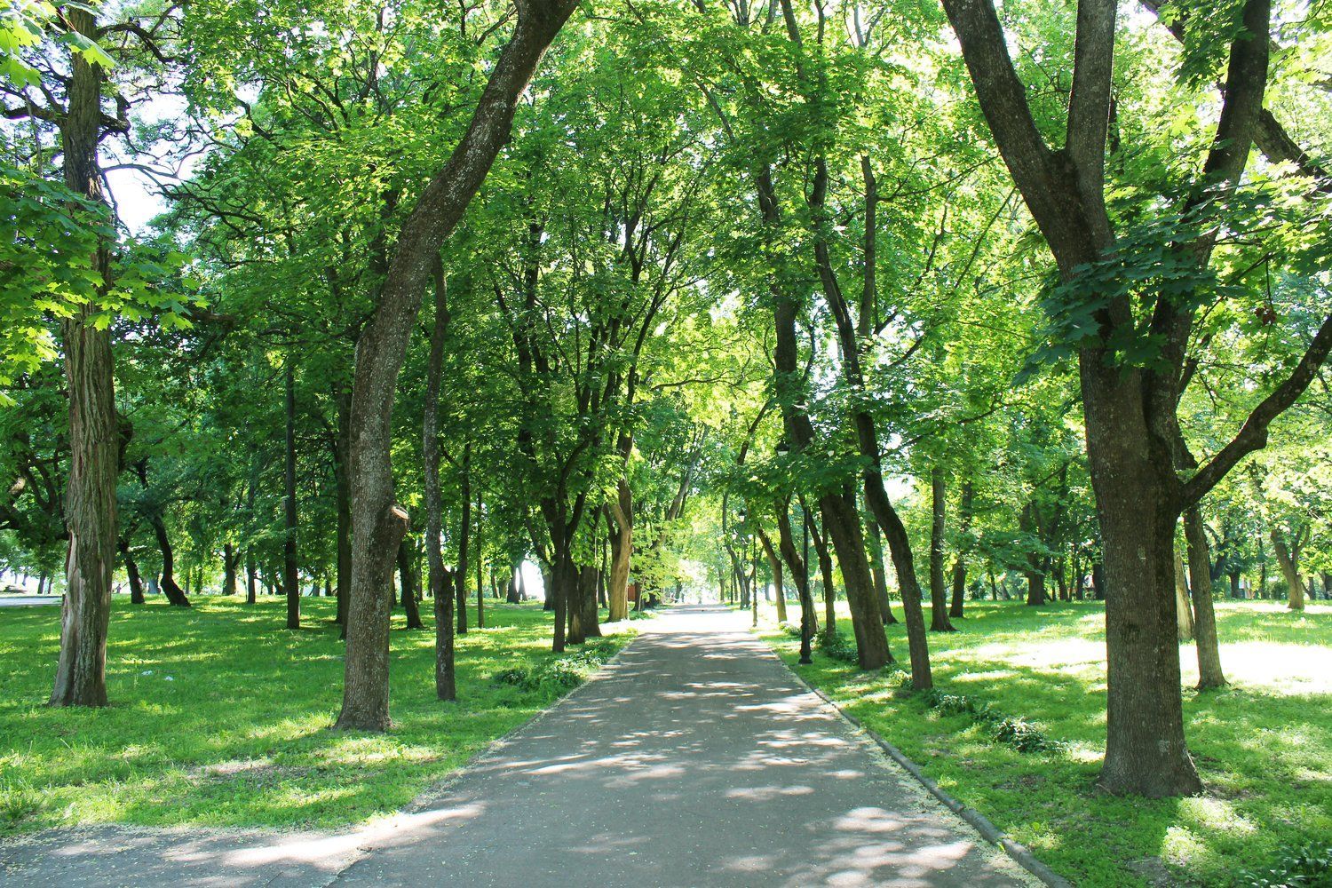 A path in a park lined with trees and grass