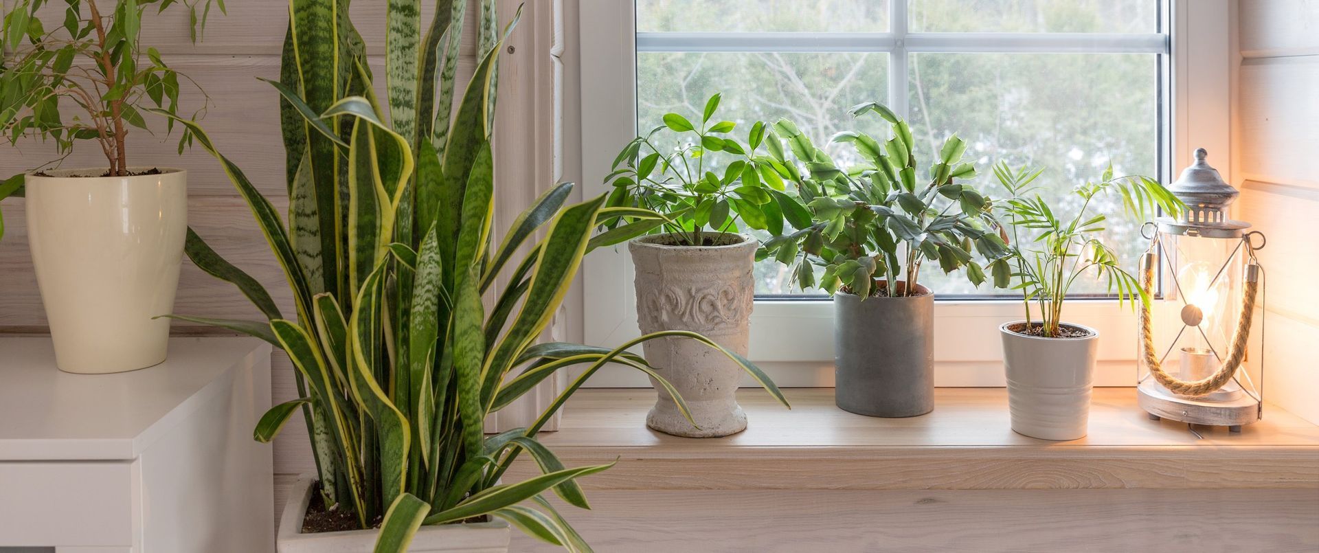 A group of potted plants are sitting on a window sill.