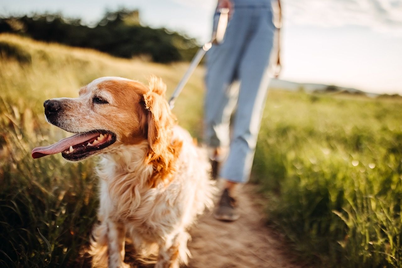 A woman is walking a dog on a leash in a field.