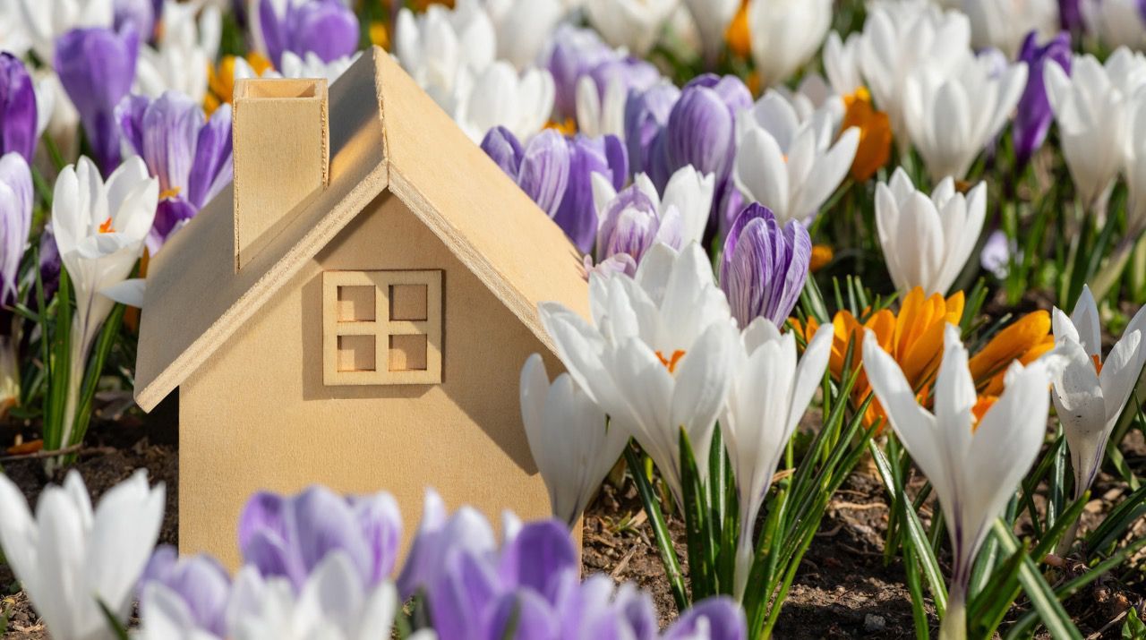 A small, plain wooden house model nestled in a vibrant field of blooming white, purple, and yellow crocuses.