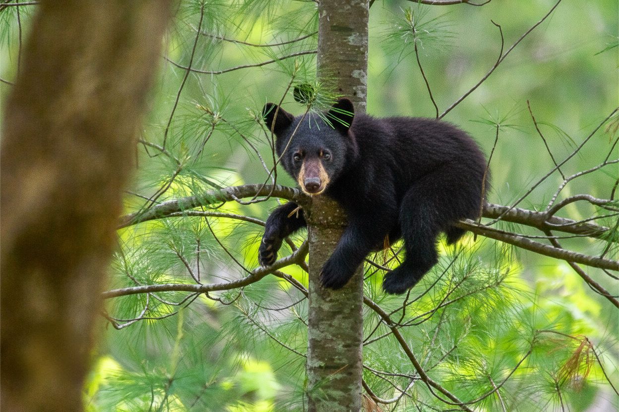 Image of a bear in north Georgia or east Tennessee
