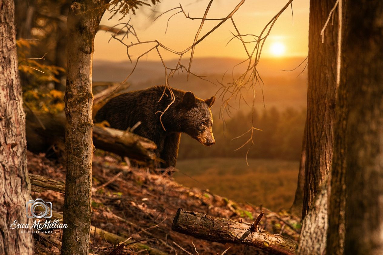 Image of a bear in north Georgia or east Tennessee