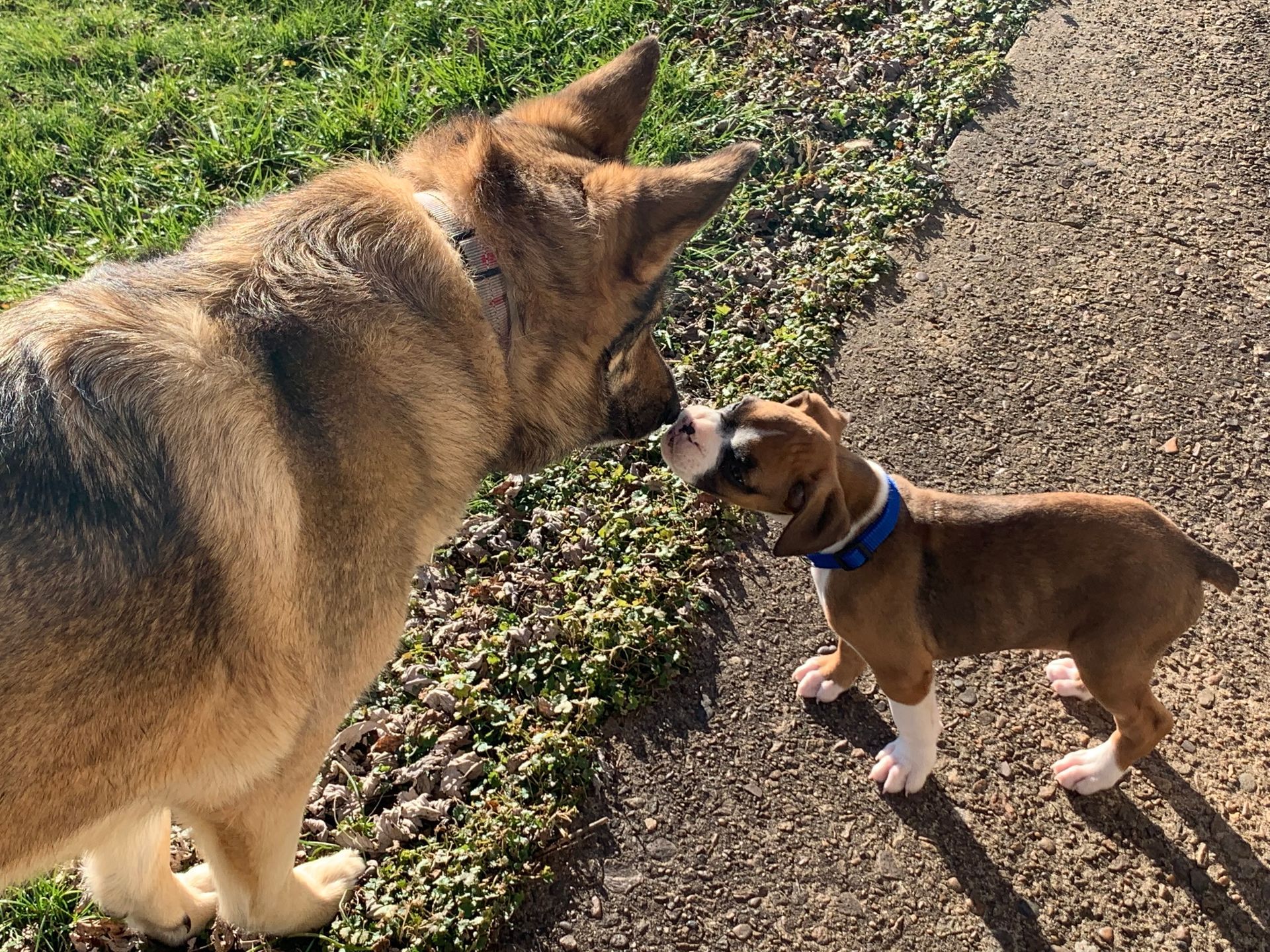 Dogs greeting each other to advertise our pet-friendly cabin rentals in Blue Ridge, Blairsville and the Ocoee river area