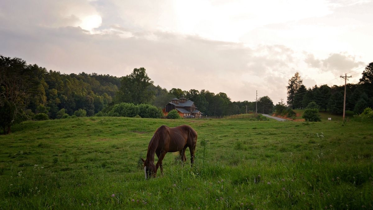 Horseback trail rides