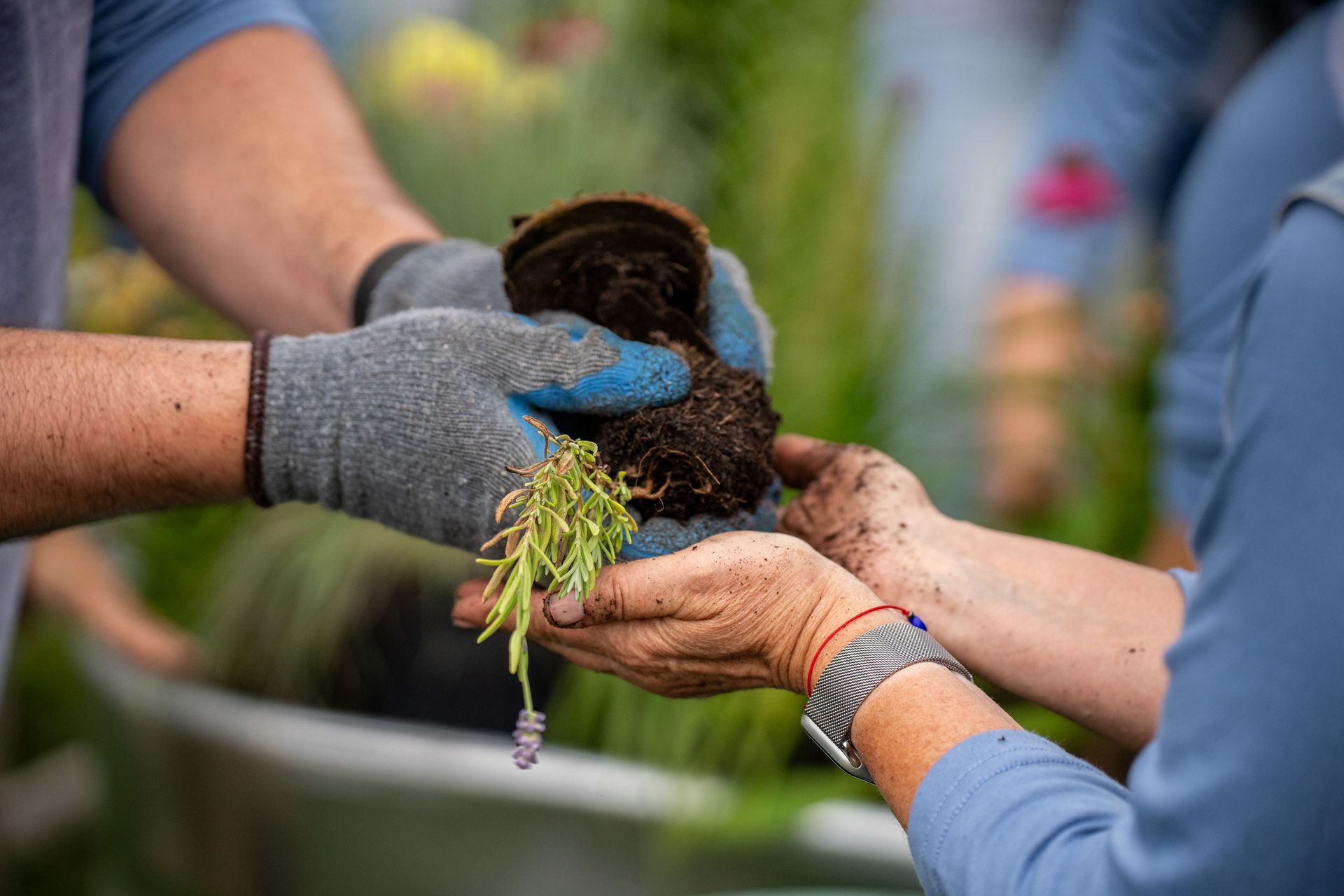 Hands holding a seedling with soil; others planting in a garden.