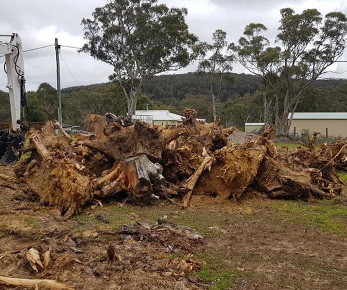 Cut Down Trees — Earthmoving in Southern Highlands, NSW