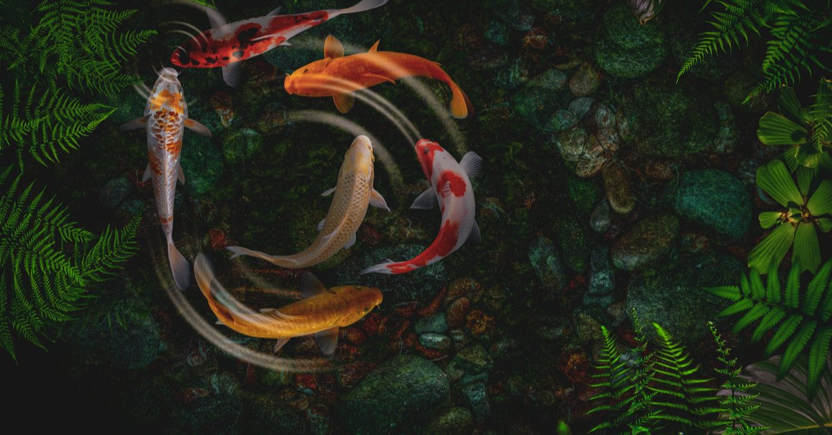 Pond Cleaning Services Lakewood, Colorado