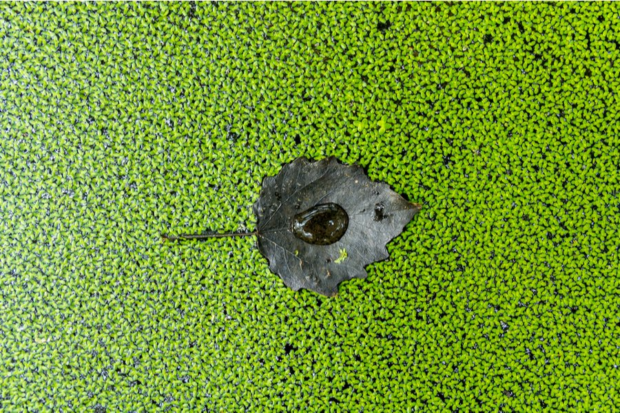 Pond Cleaning Service in Denver, Colorado