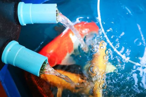 Pond Maintenance in Westminster, Colorado