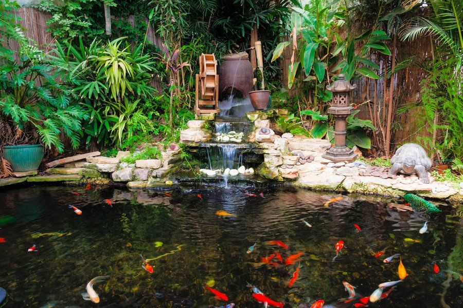 Koi Pond Service in Commerce City, Colorado