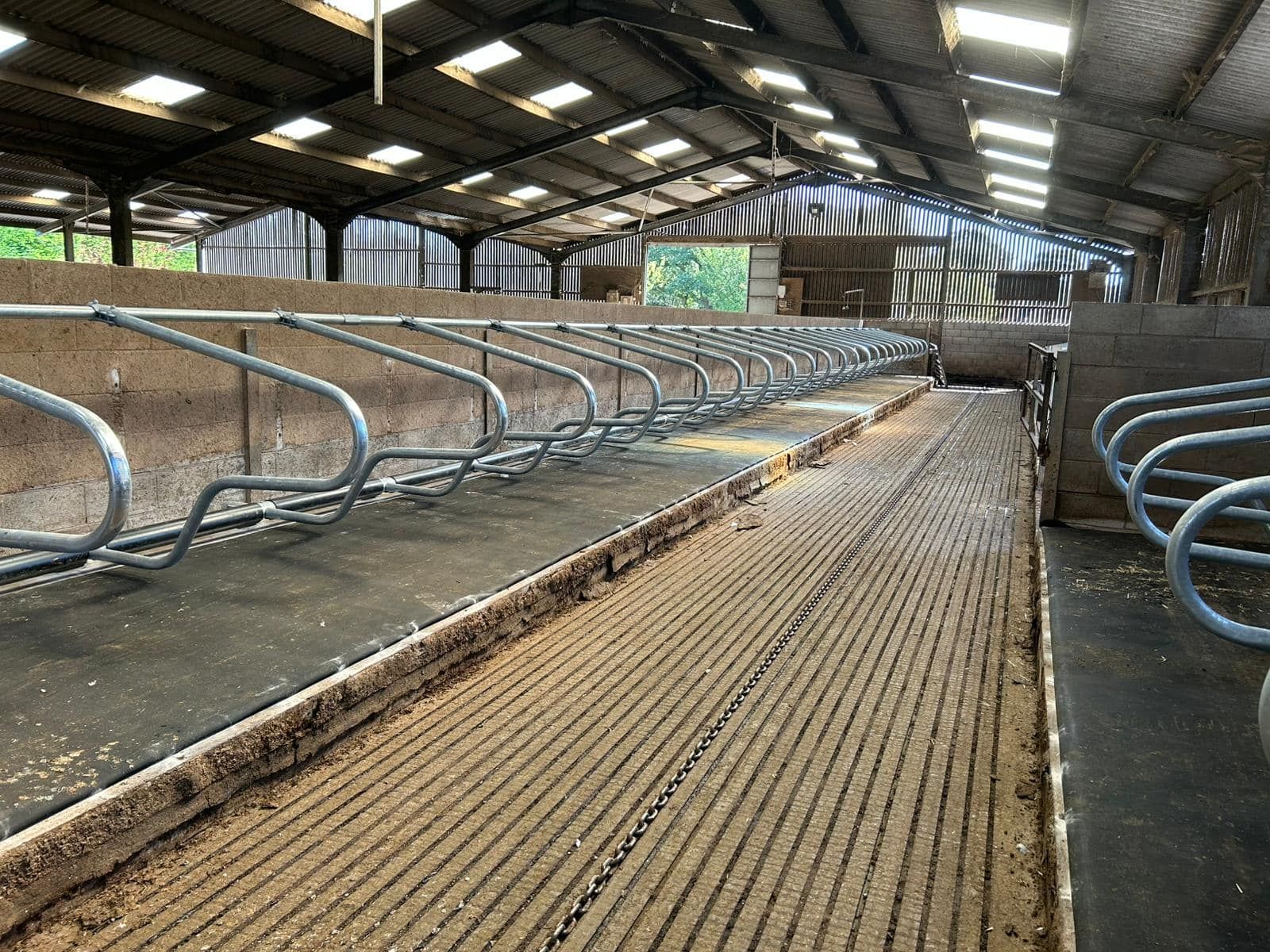 A row of metal cattle stalls inside a spacious, naturally lit barn with a slatted concrete floor.