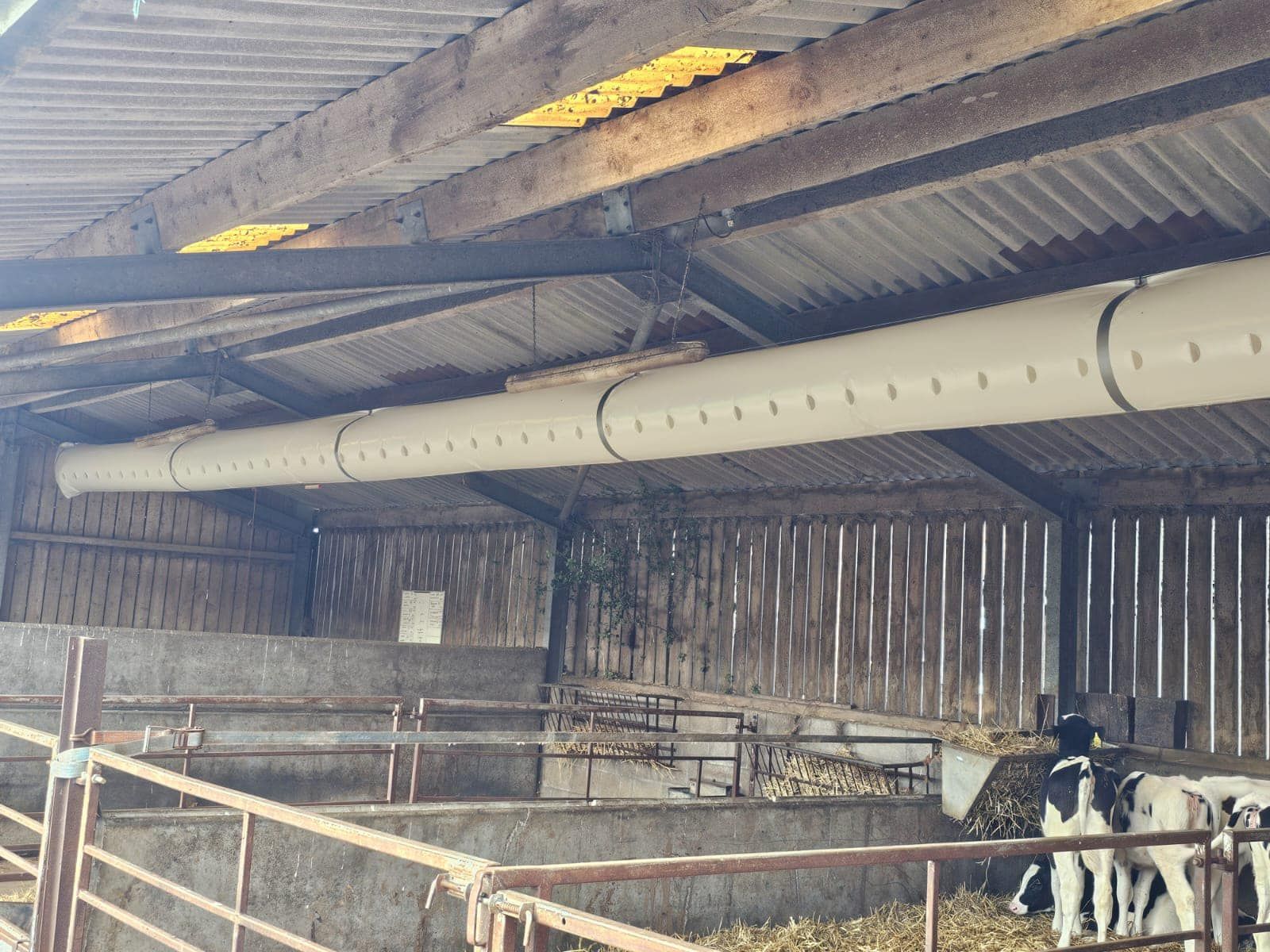 Ventilation tube with air holes hanging from the ceiling of a barn containing calves in metal pens.