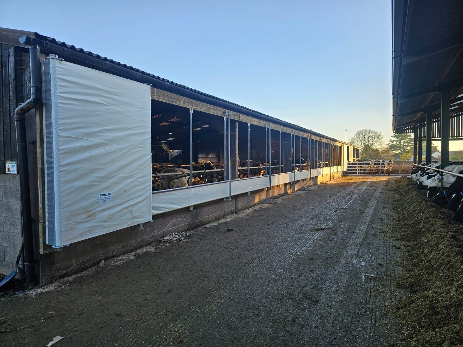 A long agricultural barn with a white roll-up curtain side, cows visible inside, and a dirt yard under a clear blue sky.