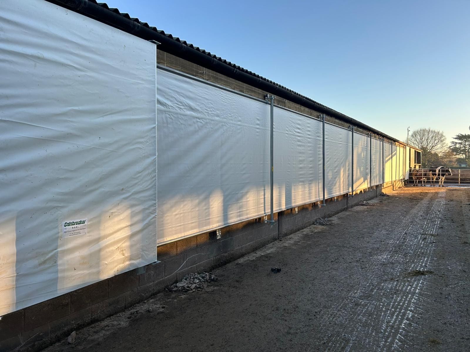 A long agricultural building exterior with white side curtains and concrete foundation at sunset.