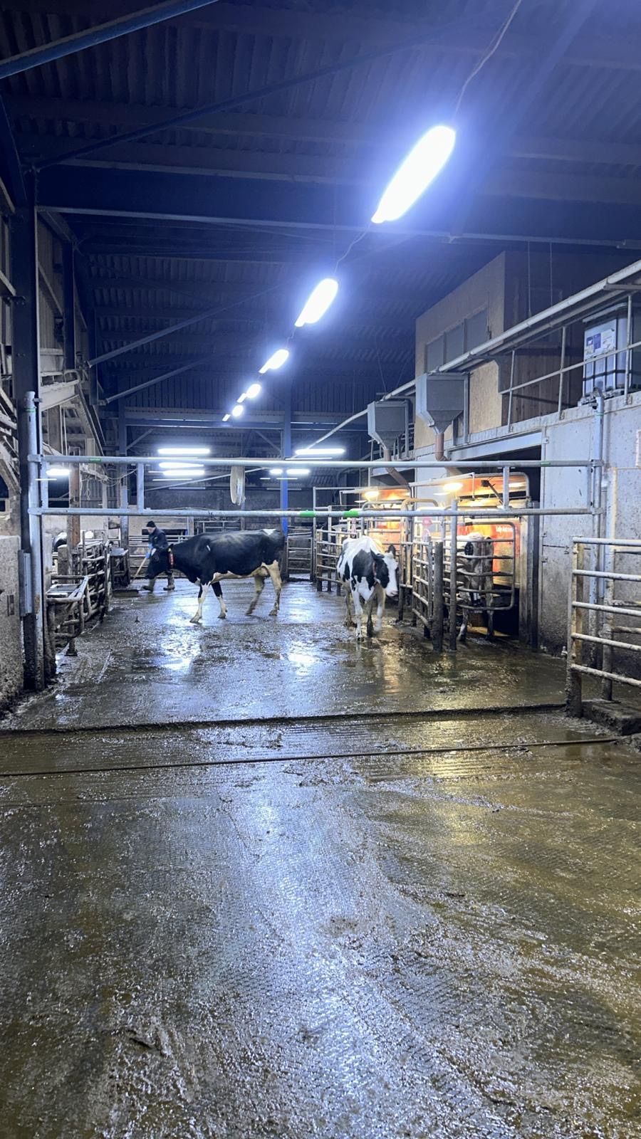 Cows walk through a dimly lit indoor barn with concrete floors and overhead industrial lighting.