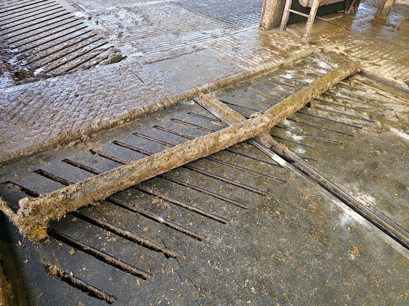 A long, debris-covered metal bar lies across concrete slatted flooring in a dairy farm stall.