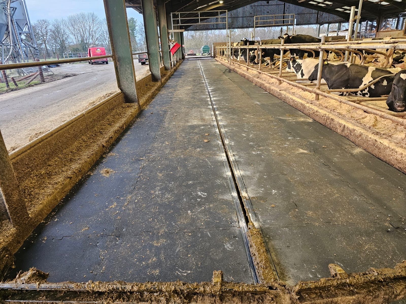 A wide alleyway in a cow barn with cattle standing at a feeding fence on one side and fresh feed lined along both edges.
