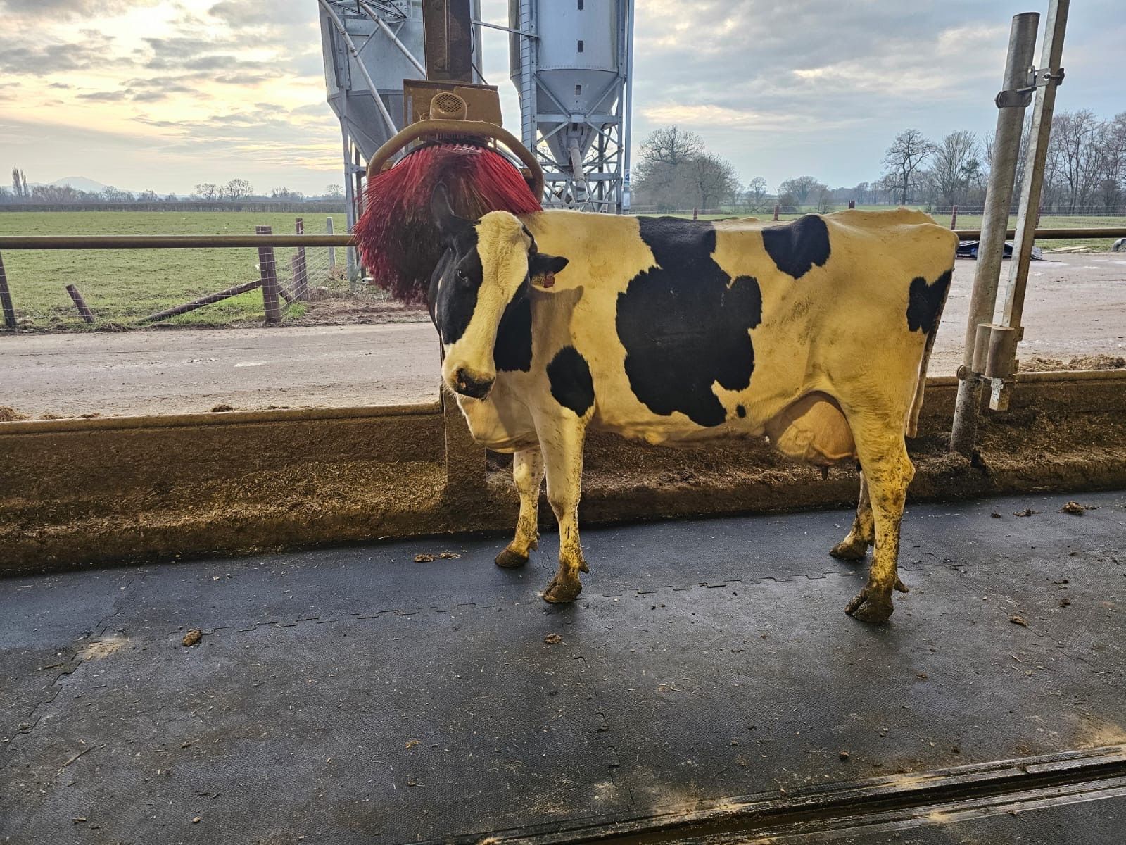 A black-and-white cow stands in a barn scratching its neck against a red mechanical brush.
