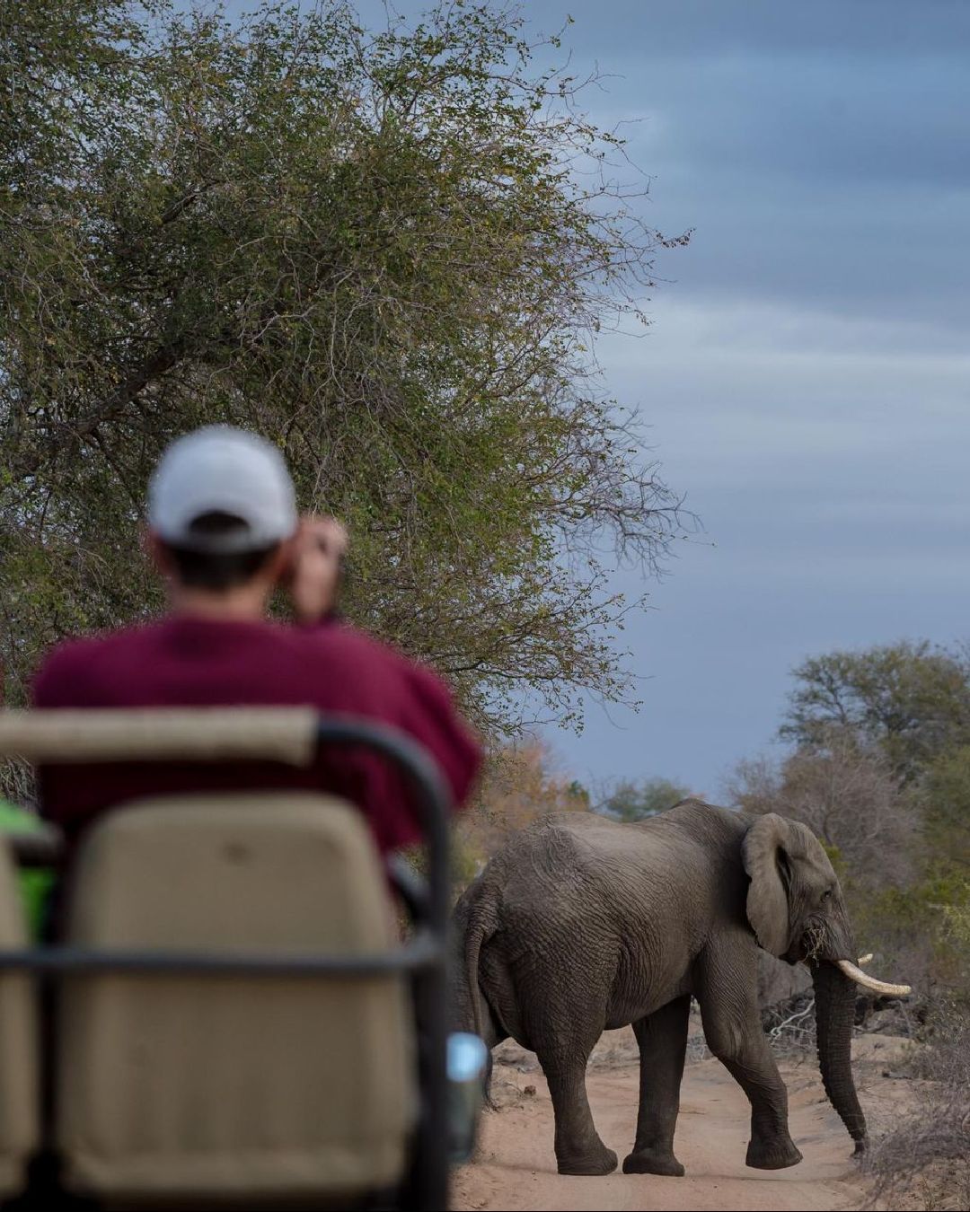 Elephants on Safari