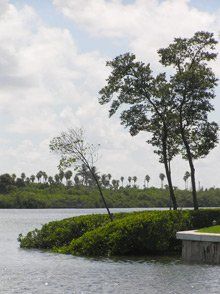 mangrove trimming, shoreline restoration, shoreline enhancement