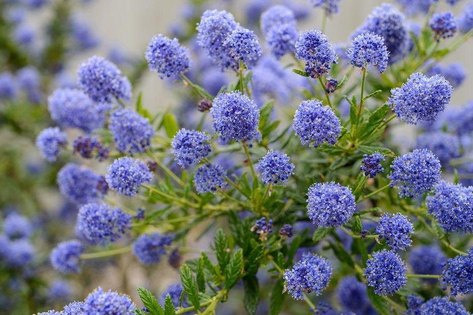 Ceanothus
