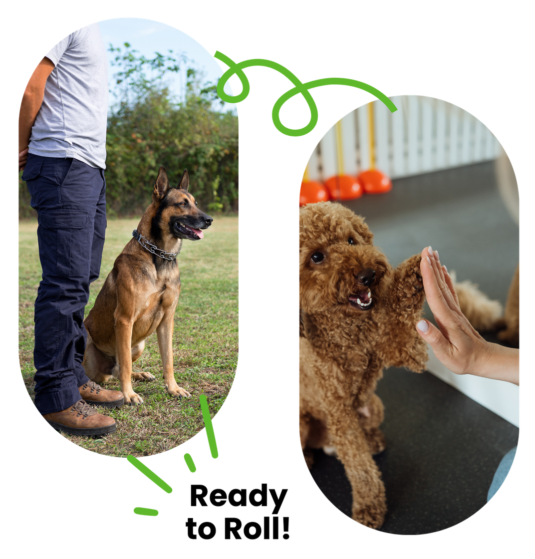 Dog training: dog sitting next to person, dog high-fiving person. Green background,