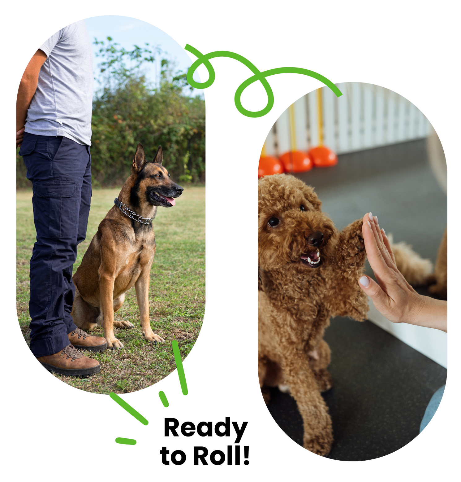 Dog training: dog sitting next to person, dog high-fiving person. Green background,