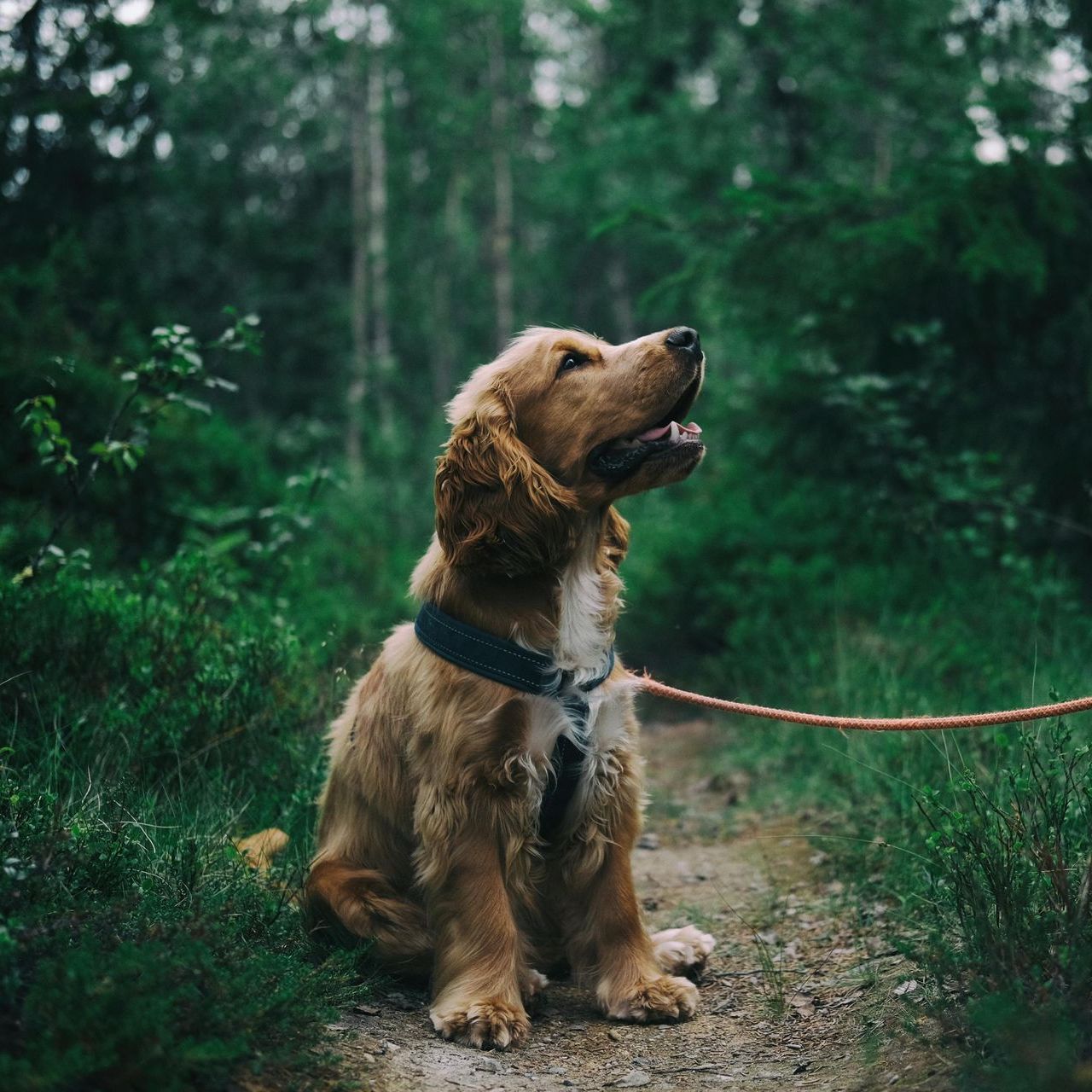 Golden Cocker Spaniel sitting on a path in a forest, looking up with leash attached.