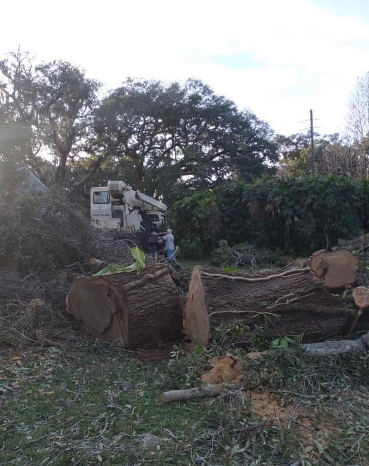 Large tree logs on the ground with a tree service truck in the background.
