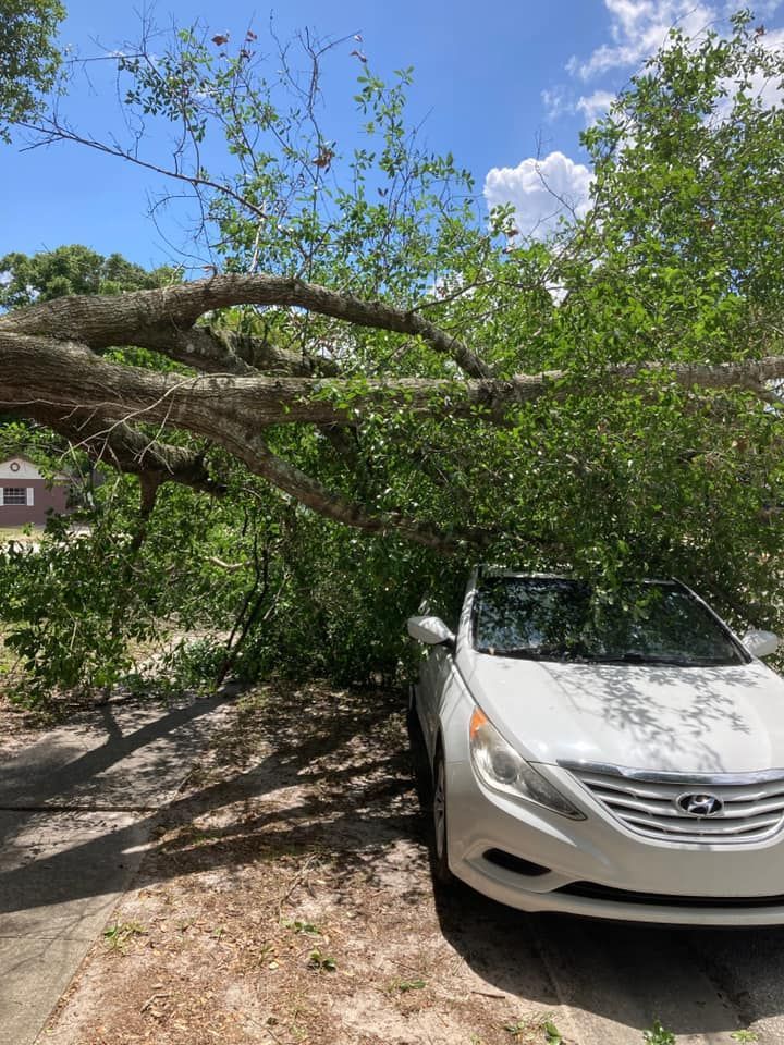 A white car is crushed under a large tree branch in a residential driveway.