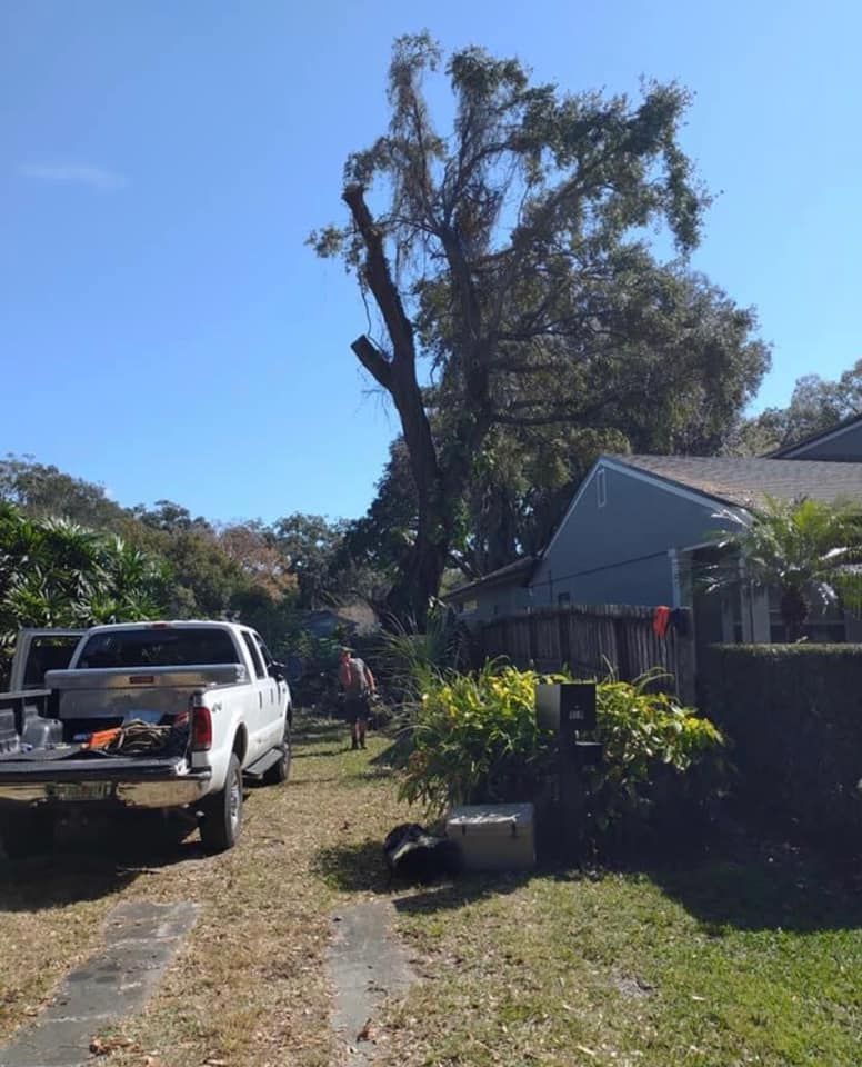 A tree being trimmed near a house; white truck parked on the driveway; bright blue sky.