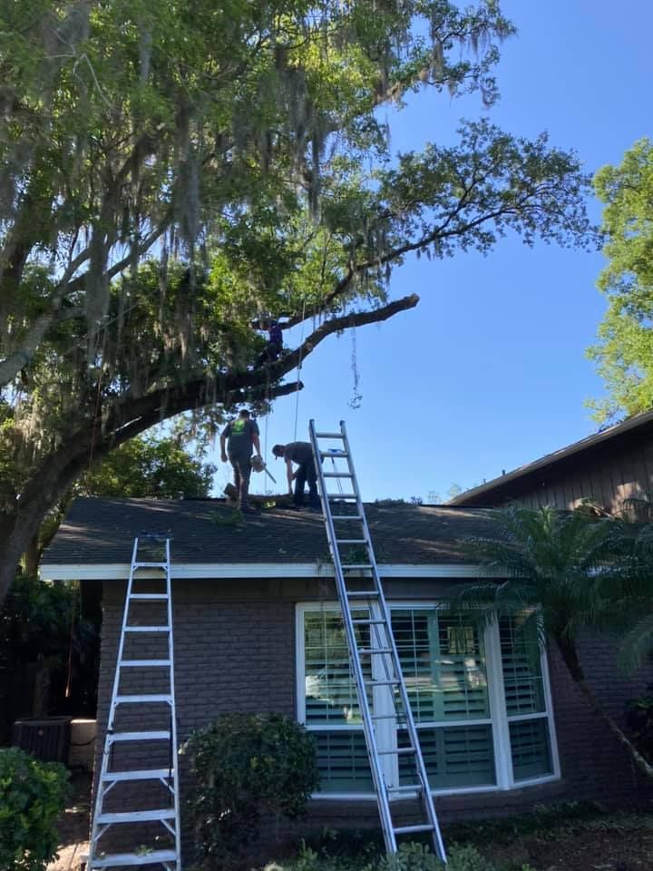 People trimming a tree on a roof, with ladders and a bright blue sky.